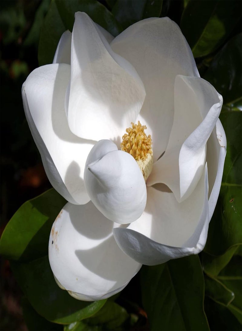GGOOT Southern Magnolia Seeds Magnolia Grandiflora Flowering Evergreen Ornamental Tree Fragrant Landscpaes Shage Trees Windbreaks Outdoor 10Pcs Flower Seeds by YEGAOL Garden  - Image 5