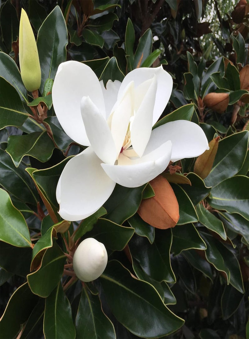 GGOOT Southern Magnolia Seeds Magnolia Grandiflora Flowering Evergreen Ornamental Tree Fragrant Landscpaes Shage Trees Windbreaks Outdoor 10Pcs Flower Seeds by YEGAOL Garden  - Image 3