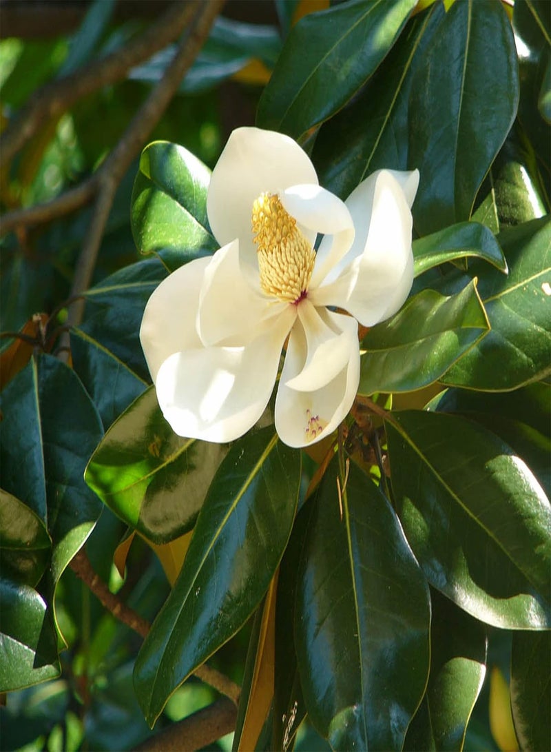 GGOOT Southern Magnolia Seeds Magnolia Grandiflora Flowering Evergreen Ornamental Tree Fragrant Landscpaes Shage Trees Windbreaks Outdoor 10Pcs Flower Seeds by YEGAOL Garden  - Image 4