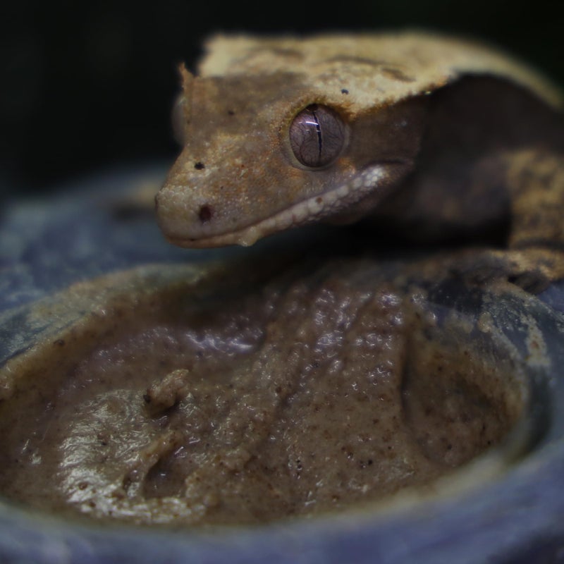 Blue River Diets Crested Gecko Diet | Fruit & Bug | All Natural Low Fat Complete Gecko Food | 2.1oz - Image 2