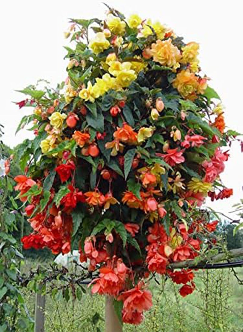 GGOOT Begonia F1 Illumination Mixed Flower Seeds, Beautiful Multi-Coloured Flowers for Home Garden Planting Seeds, Pack of 20 Seeds by Heavy Torch - Image 4