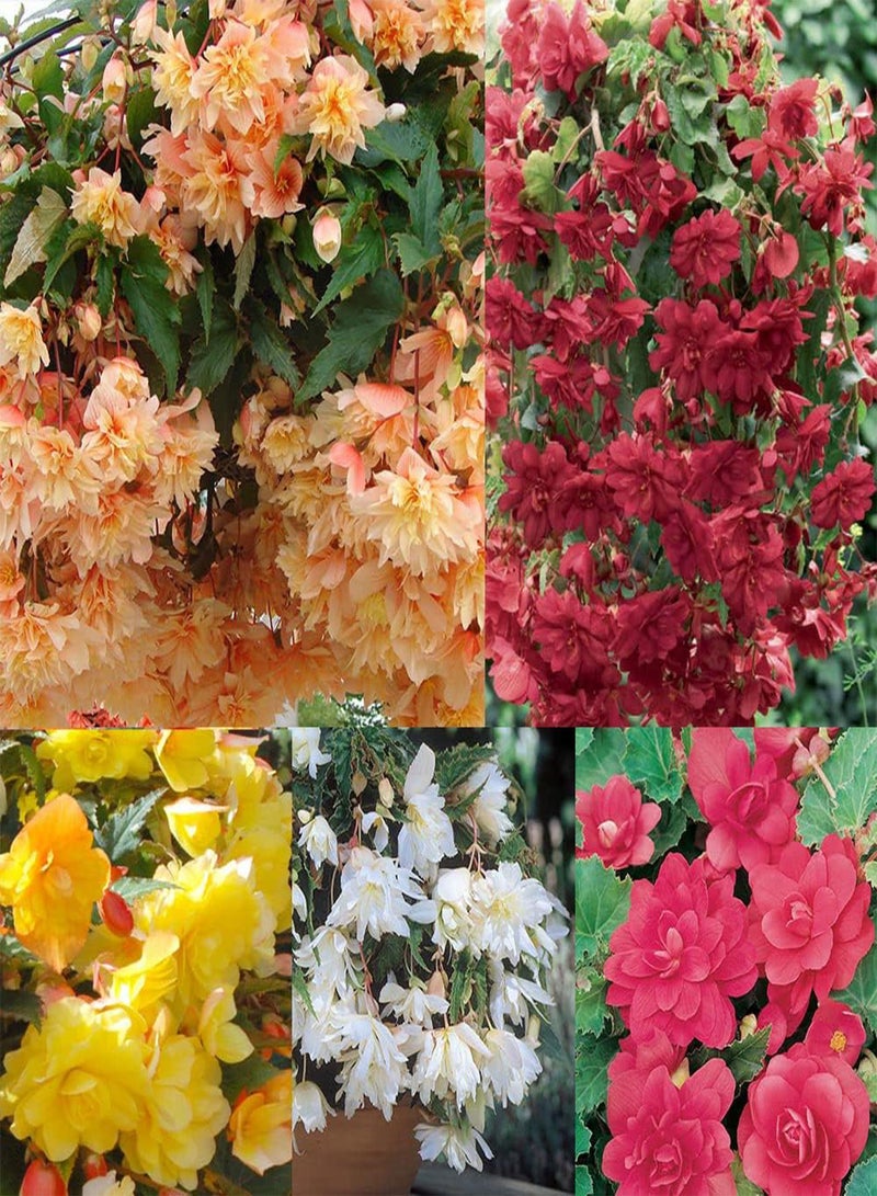 GGOOT Begonia F1 Illumination Mixed Flower Seeds, Beautiful Multi-Coloured Flowers for Home Garden Planting Seeds, Pack of 20 Seeds by Heavy Torch - Image 5