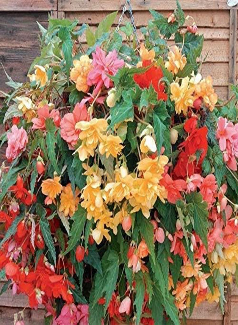 GGOOT Begonia F1 Illumination Mixed Flower Seeds, Beautiful Multi-Coloured Flowers for Home Garden Planting Seeds, Pack of 20 Seeds by Heavy Torch - Image 1