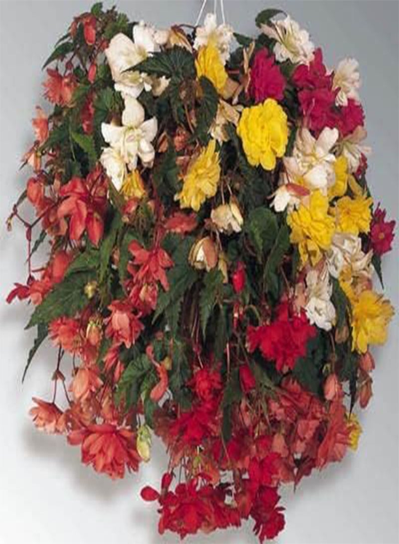 GGOOT Begonia F1 Illumination Mixed Flower Seeds, Beautiful Multi-Coloured Flowers for Home Garden Planting Seeds, Pack of 20 Seeds by Heavy Torch - Image 2