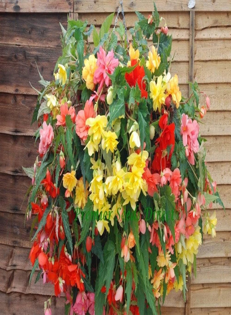 GGOOT Begonia F1 Illumination Mixed Flower Seeds, Beautiful Multi-Coloured Flowers for Home Garden Planting Seeds, Pack of 20 Seeds by Heavy Torch - Image 3