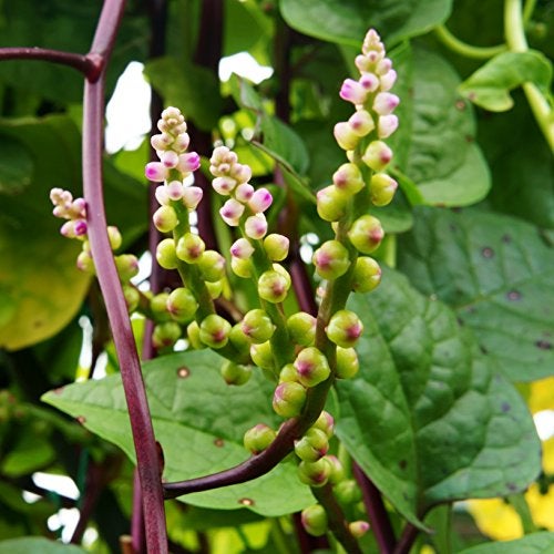 Outsidepride Basella Rubra Malabar Spinach Seeds - 100 Pcs. Perennial, Humid & Heat-Tolerant, Nutrient-Rich Herb Seeds for Planting Edible Vegetables, Ideal for Cooking & Edible Landscaping - Image 1