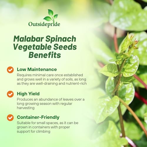 Outsidepride Basella Rubra Malabar Spinach Seeds - 100 Pcs. Perennial, Humid & Heat-Tolerant, Nutrient-Rich Herb Seeds for Planting Edible Vegetables, Ideal for Cooking & Edible Landscaping - Image 3