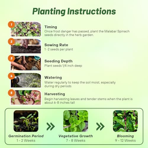Outsidepride Basella Rubra Malabar Spinach Seeds - 100 Pcs. Perennial, Humid & Heat-Tolerant, Nutrient-Rich Herb Seeds for Planting Edible Vegetables, Ideal for Cooking & Edible Landscaping - Image 5