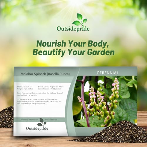 Outsidepride Basella Rubra Malabar Spinach Seeds - 100 Pcs. Perennial, Humid & Heat-Tolerant, Nutrient-Rich Herb Seeds for Planting Edible Vegetables, Ideal for Cooking & Edible Landscaping - Image 4