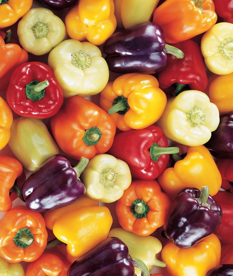 Burpee Carnival Mix Hybrid Organic Sweet Pepper Seeds 100 seeds - Image 1