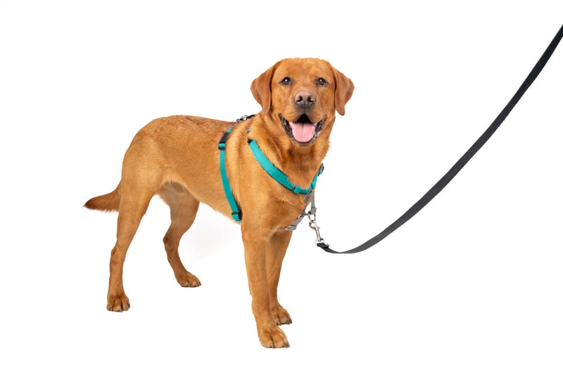 PetSafe 3in1 Harness Comfortable EasyWalk Dog Chest Harness with Front Leash Attachment to Reduce Pulling Choking Gagging Dog Obedience Gear Large Teal