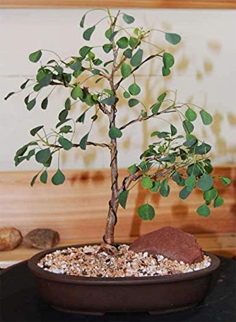 GGOOT Euphorbia misera, Cliff Spurge Exotic Rare pre Bonsai Cactus Cacti Seed 5 Seeds