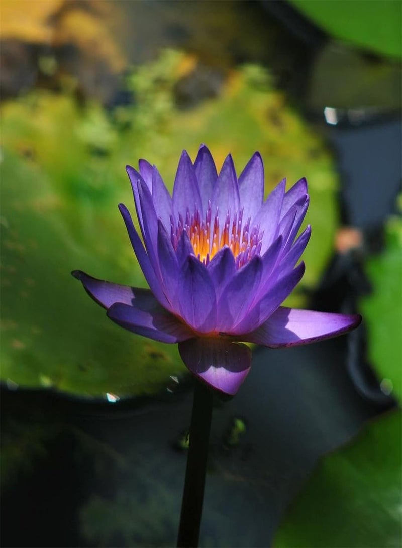 GGOOT 10Pcs Bonsai Lotus Seeds,Water Lily Flower Bowl Plant Seeds Easy to Grow Mixed Color Nymphaea Plant Seeds for Planting Home Garden Yard Decor Seed  - Image 2