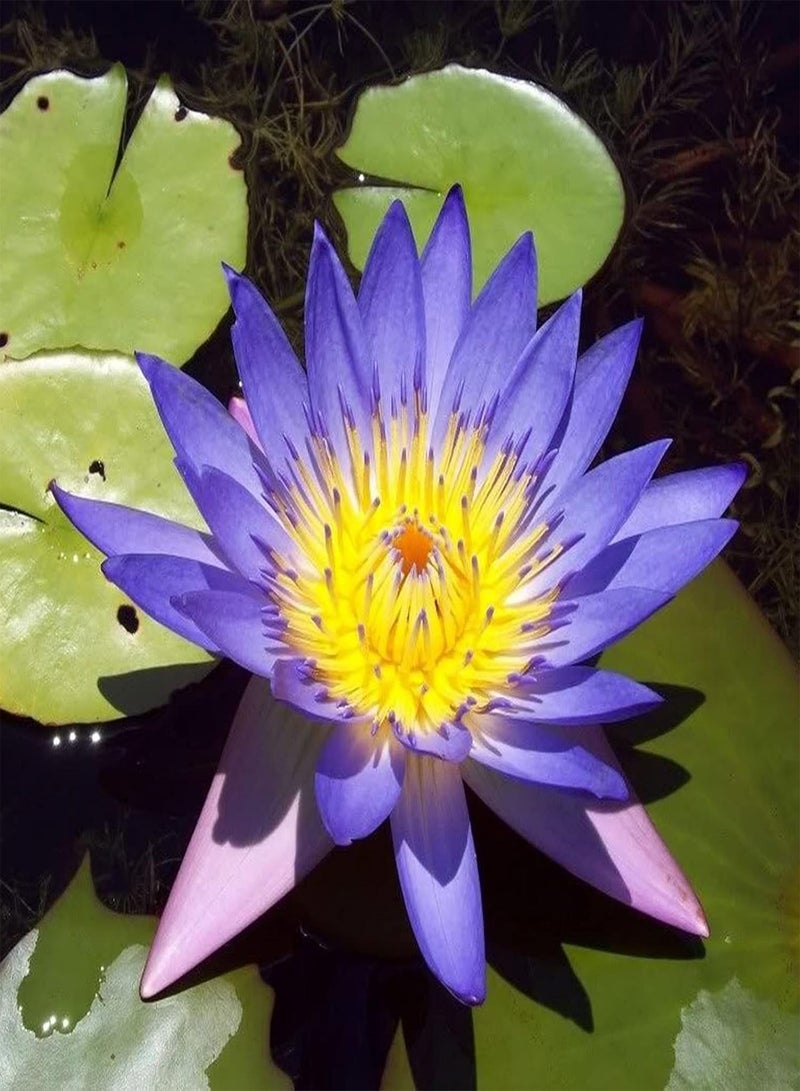 GGOOT 10Pcs Bonsai Lotus Seeds,Water Lily Flower Bowl Plant Seeds Easy to Grow Mixed Color Nymphaea Plant Seeds for Planting Home Garden Yard Decor Seed  - Image 1