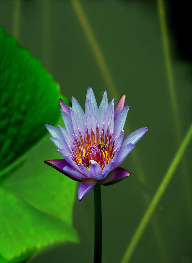 GGOOT 10Pcs Bonsai Lotus Seeds,Water Lily Flower Bowl Plant Seeds Easy to Grow Mixed Color Nymphaea Plant Seeds for Planting Home Garden Yard Decor Seed  - Image 3