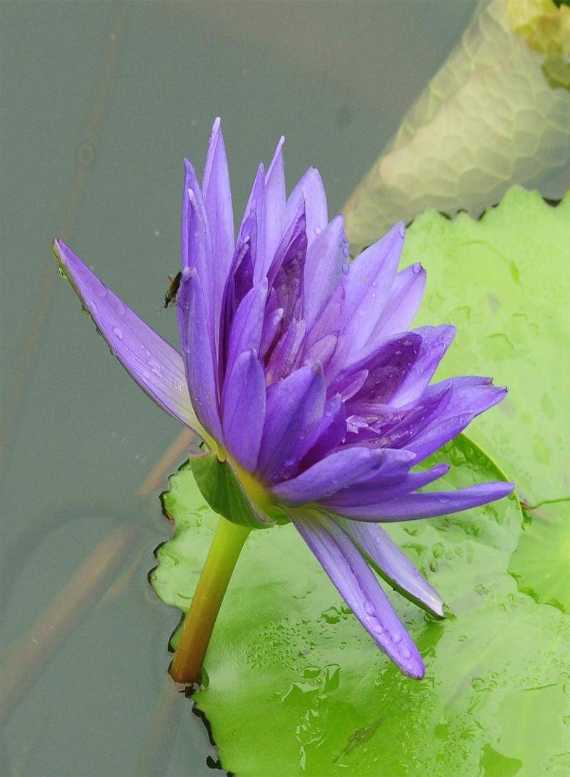 GGOOT 10Pcs Bonsai Lotus Seeds,Water Lily Flower Bowl Plant Seeds Easy to Grow Mixed Color Nymphaea Plant Seeds for Planting Home Garden Yard Decor Seed  - Image 5