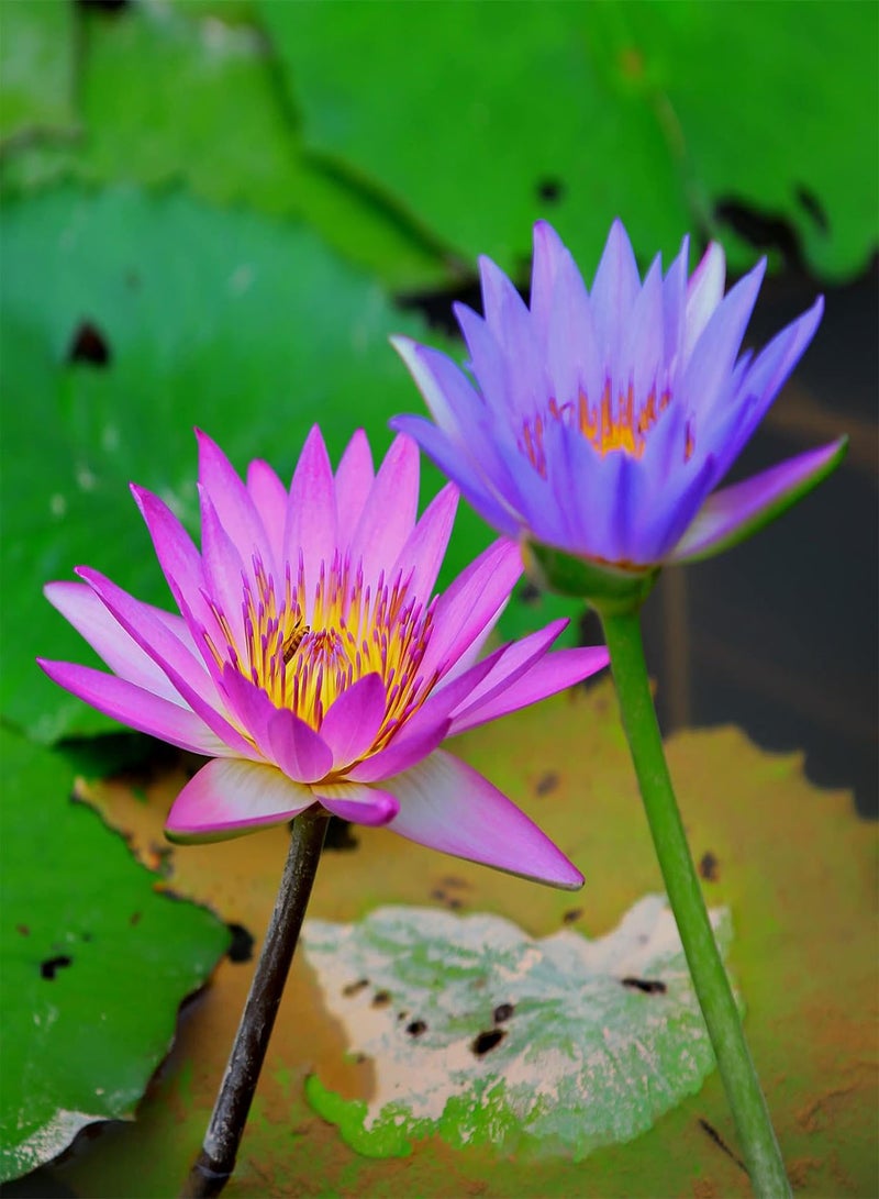 GGOOT 10Pcs Bonsai Lotus Seeds,Water Lily Flower Bowl Plant Seeds Easy to Grow Mixed Color Nymphaea Plant Seeds for Planting Home Garden Yard Decor Seed  - Image 4