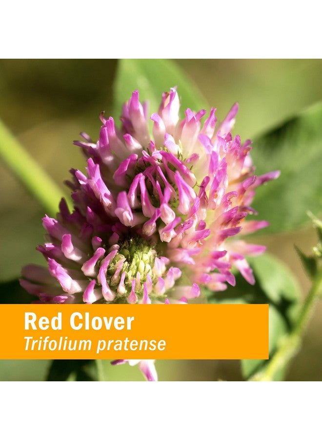 HERB PHARM Certified Organic Red Clover Liquid Extract 1 Fl Oz - Image 3