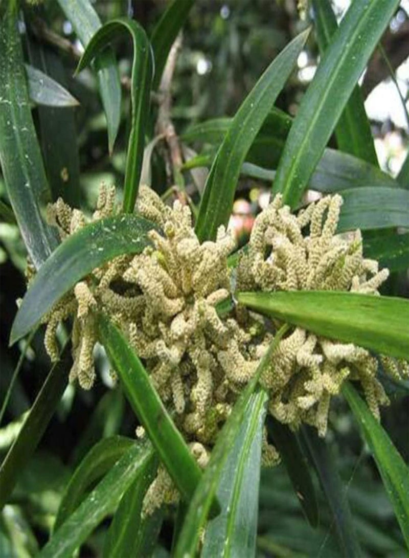 GGOOT 15Pcs Seeds of Brown Pine Tree Home Outdoor Garden Bush Fruit Plants Easy Growing Plants Decor for Garden Yard Farm Seeds 1 - Image 1