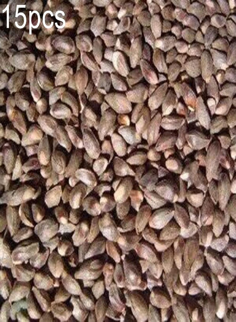 GGOOT 15Pcs Seeds of Brown Pine Tree Home Outdoor Garden Bush Fruit Plants Easy Growing Plants Decor for Garden Yard Farm Seeds 1 - Image 2