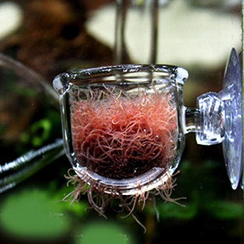 Caylingdee Glass Aquarium Red Worm Fish Feeder Cone Feeder Red Worm Fish Tank Plant Shrimp Feeder Cup Fish Feeding Cup with Suction for Aquarium Fish Tank - Image 5