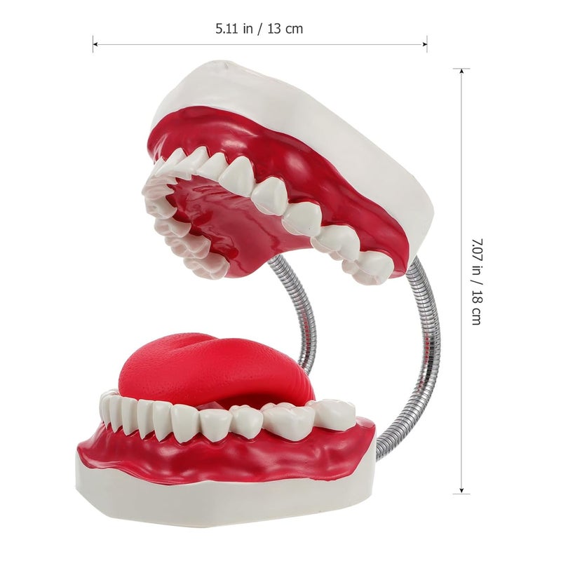 Intra-city fast distribution Luxshiny Oral Care Tooth Model PVC Plastic Typodont Demonstration Study Model with Toothbrush for Teeth Care and Teaching Hanging space save Set product combo compatible Locally packed stock Wide use selected material Changing environment compatible Demand-based stock planning General compatible practical design Ready varied options Full village delivery cover Cost saving design picks Global flexible assemble picks Reliable daily use design Diverse operation compatible Natural material Global upgraded practical design Modern color selections Stackable design Global mainstream design picks Trendy flexible practical build Economical upgraded quality Globally trusted quality Classic practical design Durability boosted processed material Main road full logistics cover - Image 2