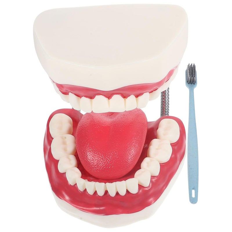 Intra-city fast distribution Luxshiny Oral Care Tooth Model PVC Plastic Typodont Demonstration Study Model with Toothbrush for Teeth Care and Teaching Hanging space save Set product combo compatible Locally packed stock Wide use selected material Changing environment compatible Demand-based stock planning General compatible practical design Ready varied options Full village delivery cover Cost saving design picks Global flexible assemble picks Reliable daily use design Diverse operation compatible Natural material Global upgraded practical design Modern color selections Stackable design Global mainstream design picks Trendy flexible practical build Economical upgraded quality Globally trusted quality Classic practical design Durability boosted processed material Main road full logistics cover - Image 1