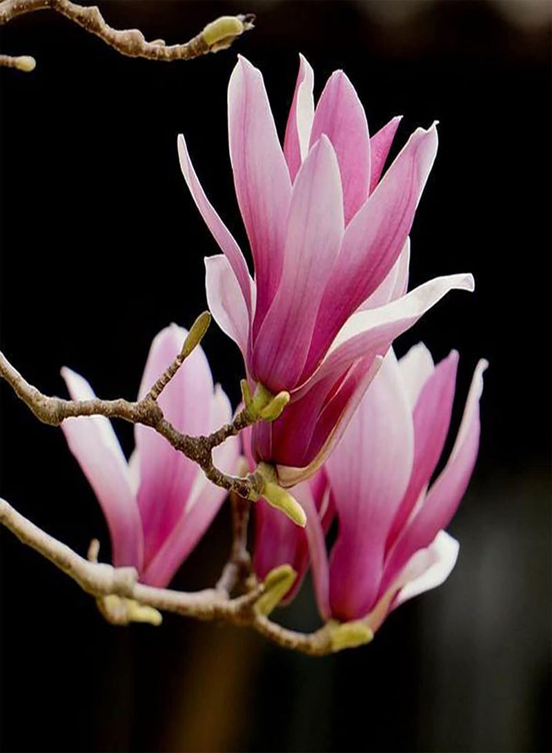 جي جوت عبوة من 20 قطعة من بذور النمو الطبيعي للحديقة المنزلية سهلة الزراعة بذور زهور زخرفية بمقاس واحد - Image 2