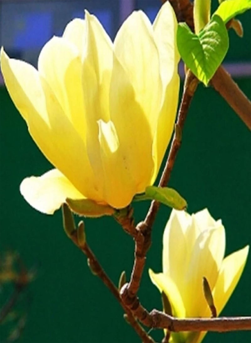 جي جوت عبوة من 20 قطعة من بذور النمو الطبيعي للحديقة المنزلية سهلة الزراعة بذور زهور زخرفية بمقاس واحد - Image 4