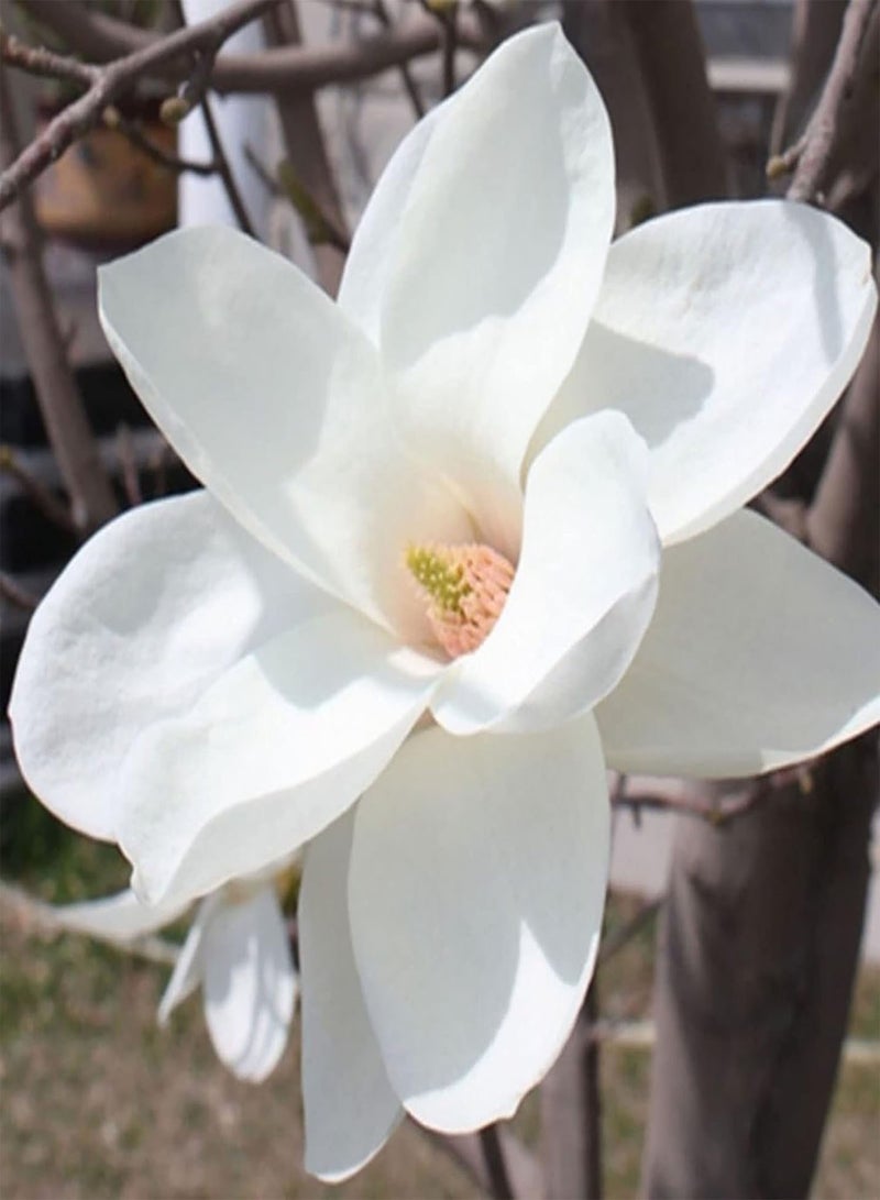 جي جوت عبوة من 20 قطعة من بذور النمو الطبيعي للحديقة المنزلية سهلة الزراعة بذور زهور زخرفية بمقاس واحد - Image 5