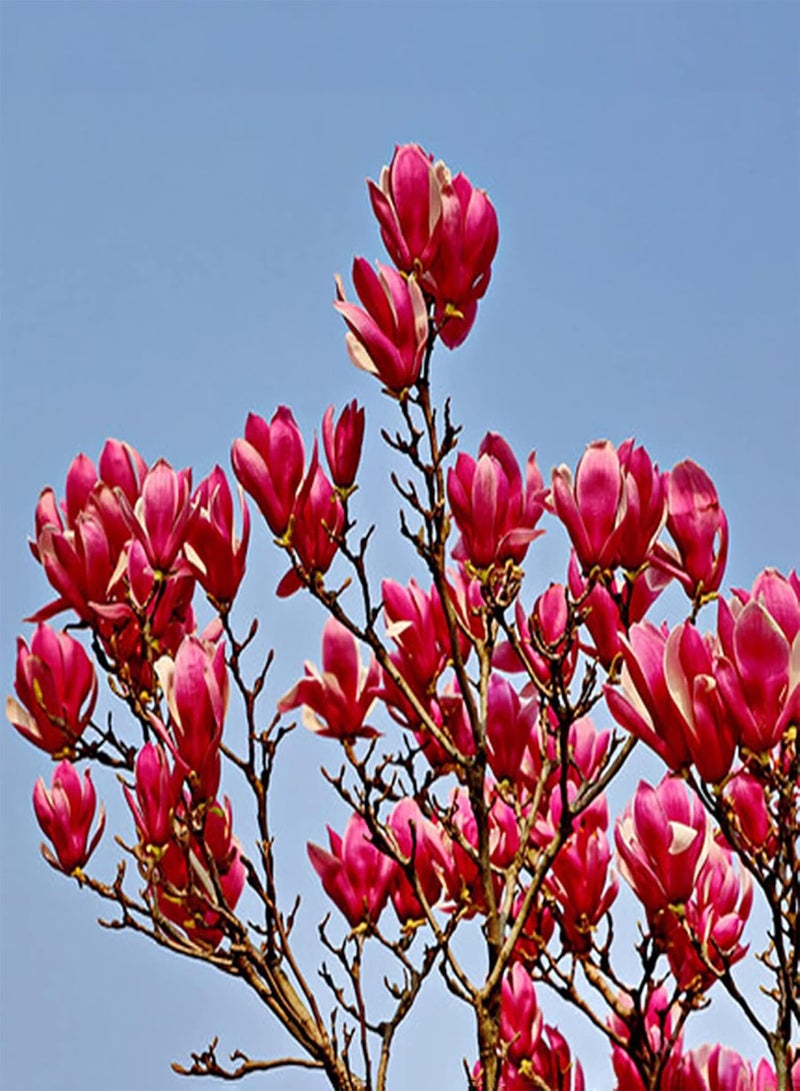 جي جوت عبوة من 20 قطعة من بذور النمو الطبيعي للحديقة المنزلية سهلة الزراعة بذور زهور زخرفية بمقاس واحد - Image 3