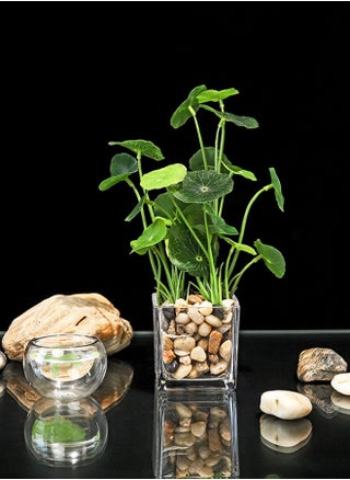 Small lotus leaf