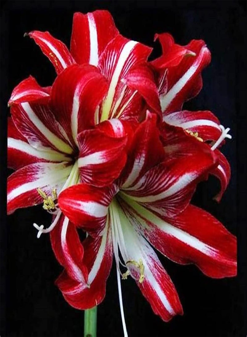 جي جوت بذور أمارلس حمراء، قطعتان، نمو طبيعي مستقيم، زراعة مثيرة للاهتمام، خلق بيئة جميلة، حرفة يدوية لتزيين الحديقة - Image 1