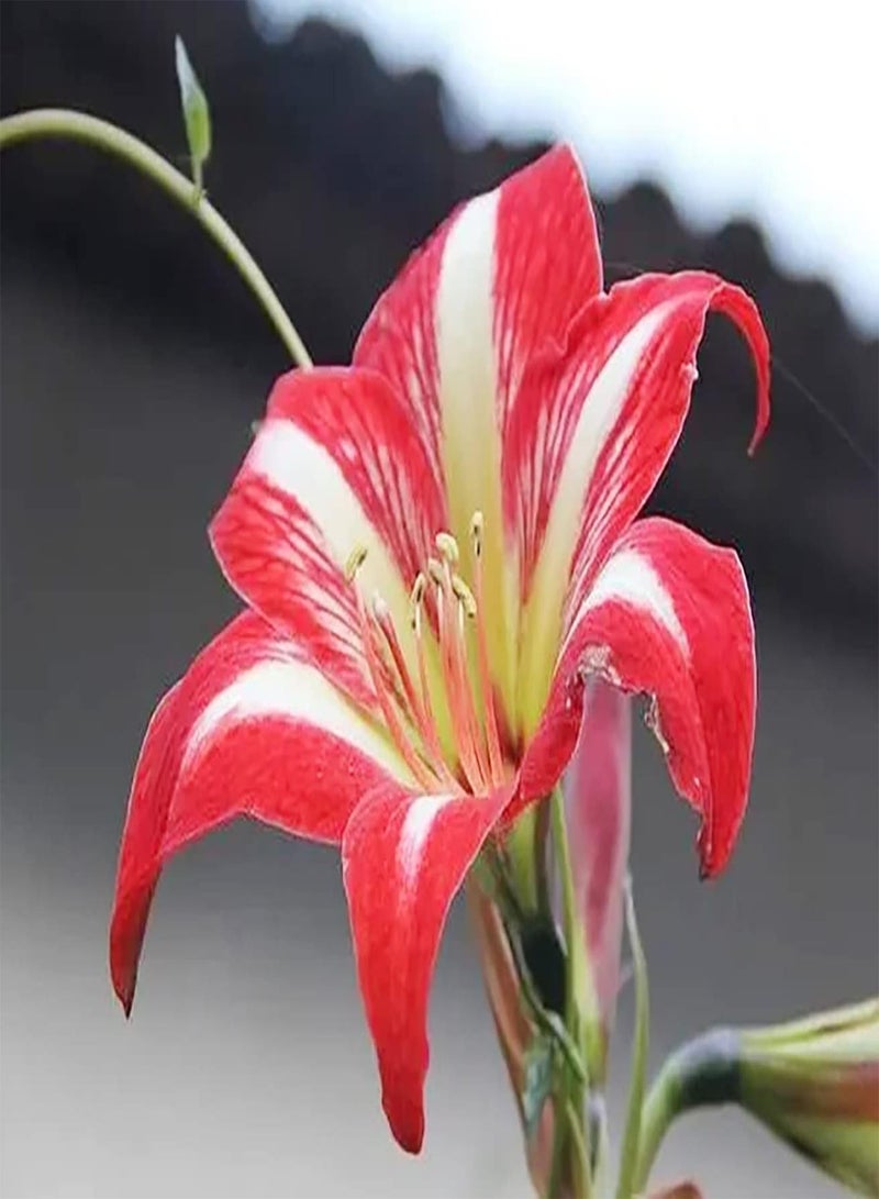 جي جوت بذور أمارلس حمراء، قطعتان، نمو طبيعي مستقيم، زراعة مثيرة للاهتمام، خلق بيئة جميلة، حرفة يدوية لتزيين الحديقة - Image 2