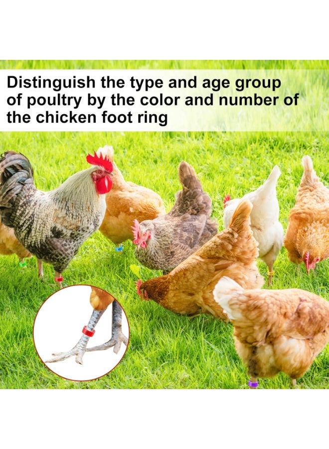 سونسر عصابات أرجل الدواجن، 16 مم، 100 قطعة، حلقات تعريف مرقمة، 5 ألوان، للدجاج والبط والأوز - Image 4