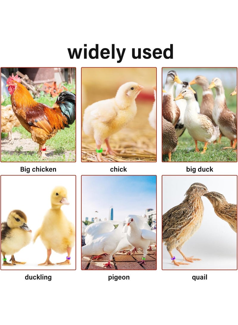 سونسر عصابات أرجل الدواجن، 16 مم، 100 قطعة، حلقات تعريف مرقمة، 5 ألوان، للدجاج والبط والأوز - Image 5