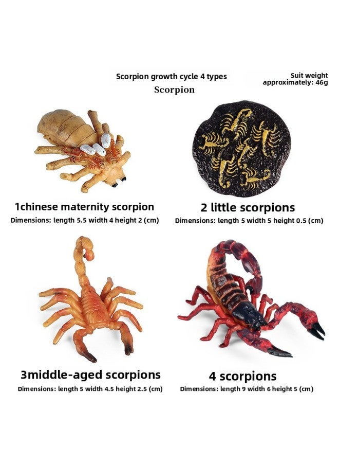 Loquat Trick Toy Simulation Spider Poisonous Spider Insect Animal Model Children's Toy Plastic Ornaments Gift-Color:2450 Scorpion Growth Cycle 【4 Sets】】 - Image 1