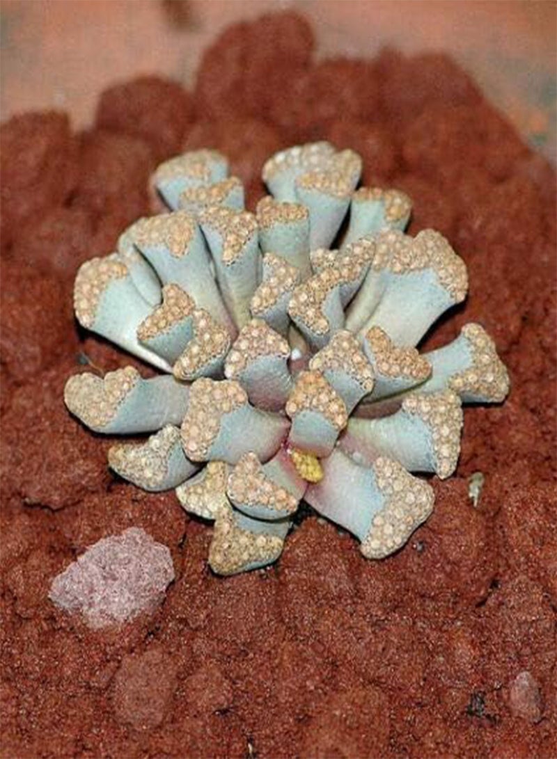 GGOOT Titanopsis Hugo-schlechteri, Rare Living Stones mesembs ice Plant Seed 50 Seeds