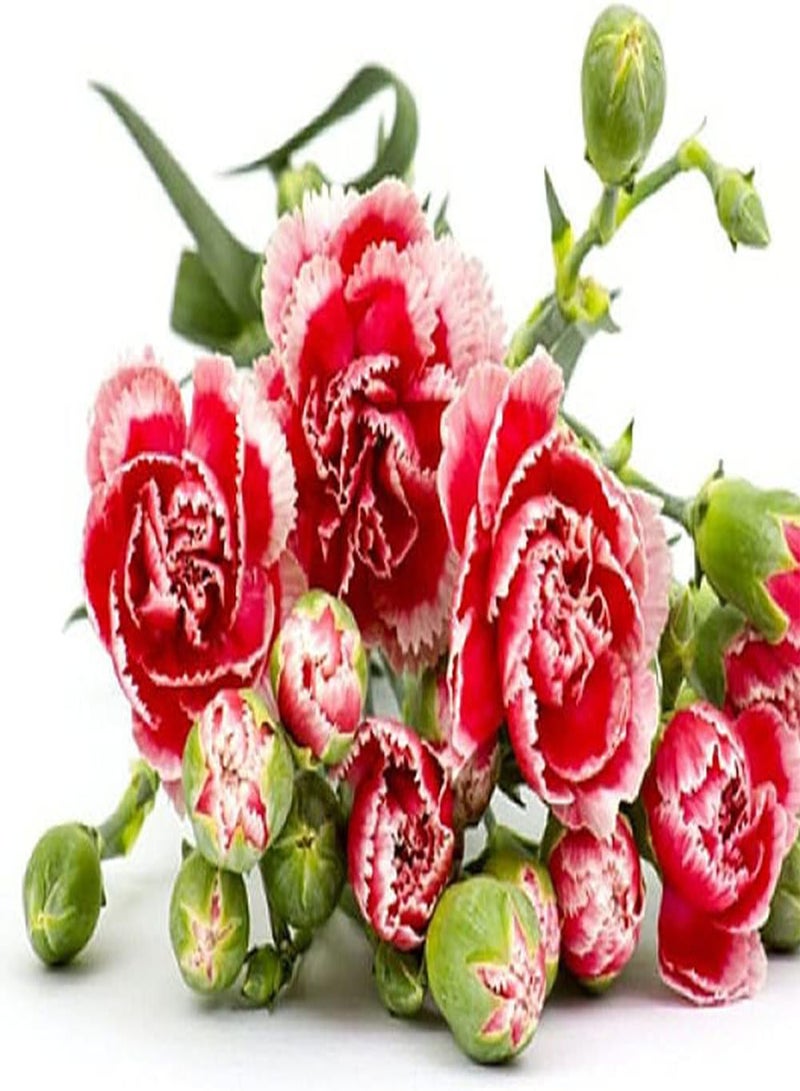 جي جوت 200 قطعة من بذور القرنفل الأنيقة المزروعة في شرفة الفناء والزهور ذات الألوان الزاهية والسيقان الطويلة مثالية للزهور المقطوفة - Image 2