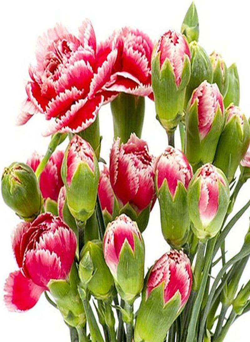 جي جوت 200 قطعة من بذور القرنفل الأنيقة المزروعة في شرفة الفناء والزهور ذات الألوان الزاهية والسيقان الطويلة مثالية للزهور المقطوفة - Image 1