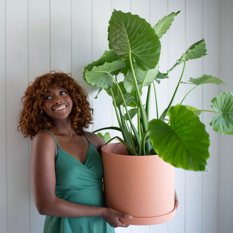 Bloem Mathers Round Planter with Saucer Tray: 12" - Terra Cotta - Modern Design, Durable Plastic Pot, Removable Saucer, for Indoor & Outdoor Use, Gardening, 5.8 Gallon Capacity - Image 2