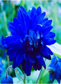 Can be Planted All Year Round/Extraordinary Flowers/Long Flowering Period/Dahlia Seeds/Perennial plants-75 PCS,a