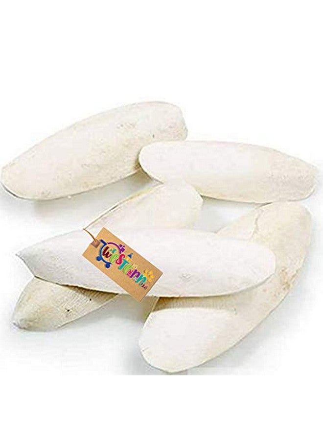Western Era Natural High Calcium Source Cuttlebone Fish For Birds, Parrot (500Grm + Holder - Image 3