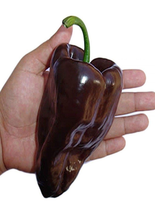 Sol Whole Dried Mulato Chillies with stem, 50g - Image 4