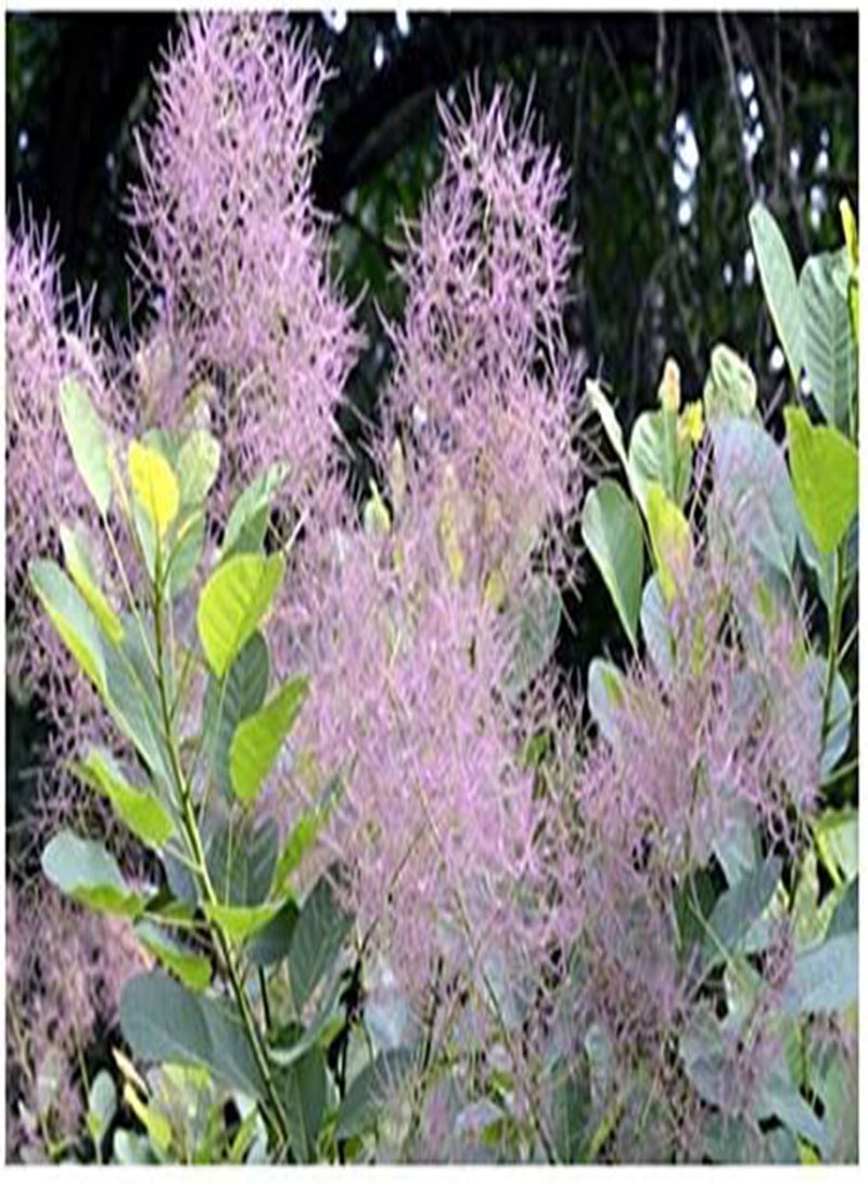 جي جوت بذور Cotinus coggygria (شجيرة الدخان) 30 بذرة - Image 1