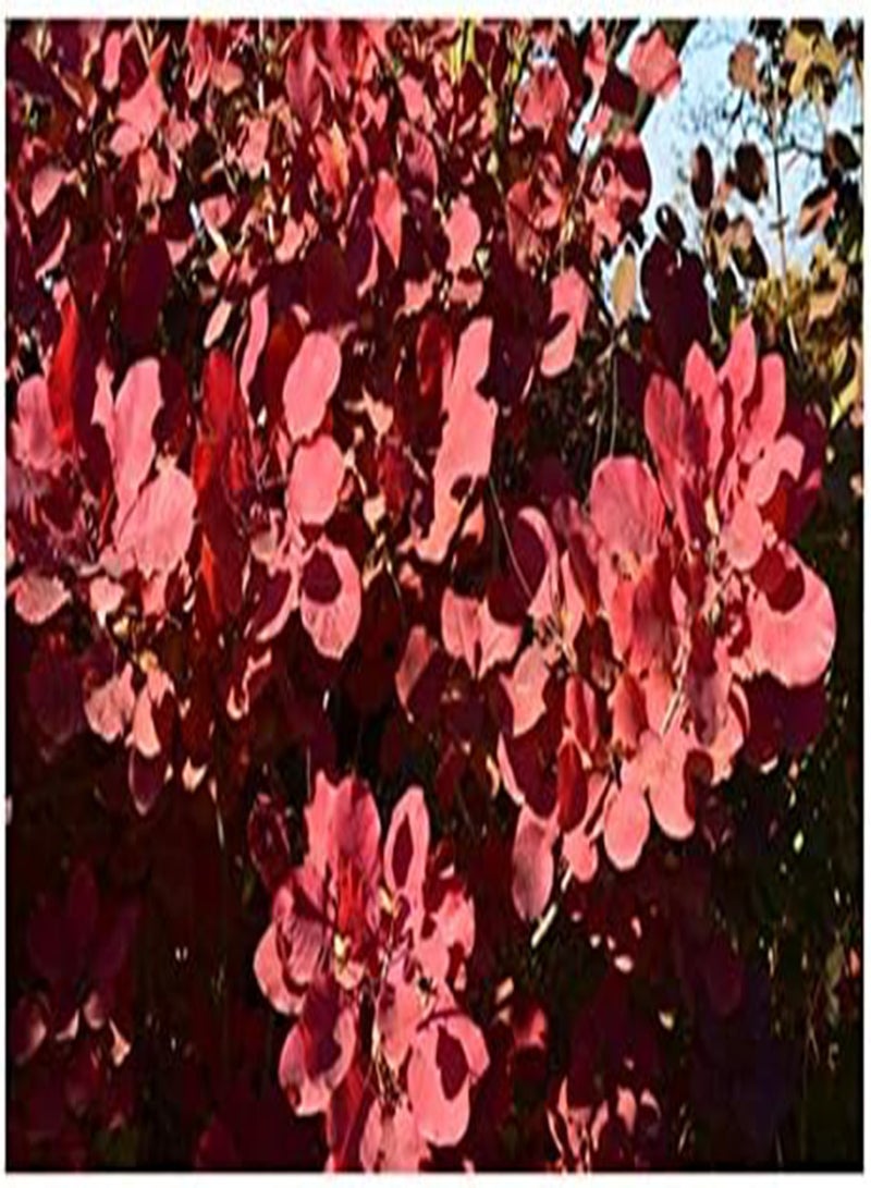 جي جوت بذور Cotinus coggygria (شجيرة الدخان) 30 بذرة - Image 2