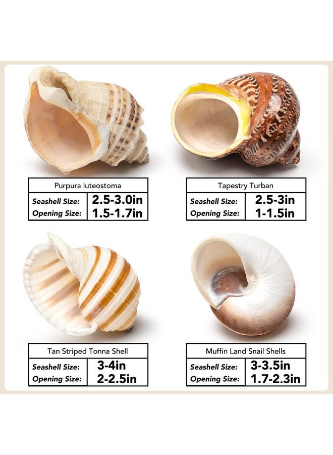 4 Shell Hermit Crab Set Assorted for Medium to Large Hermit Crabs (2.5"-4" size / 1"-1.5" opening) - Hand-Picked/Quality-Inspected Hermit Crab Shells - Image 2
