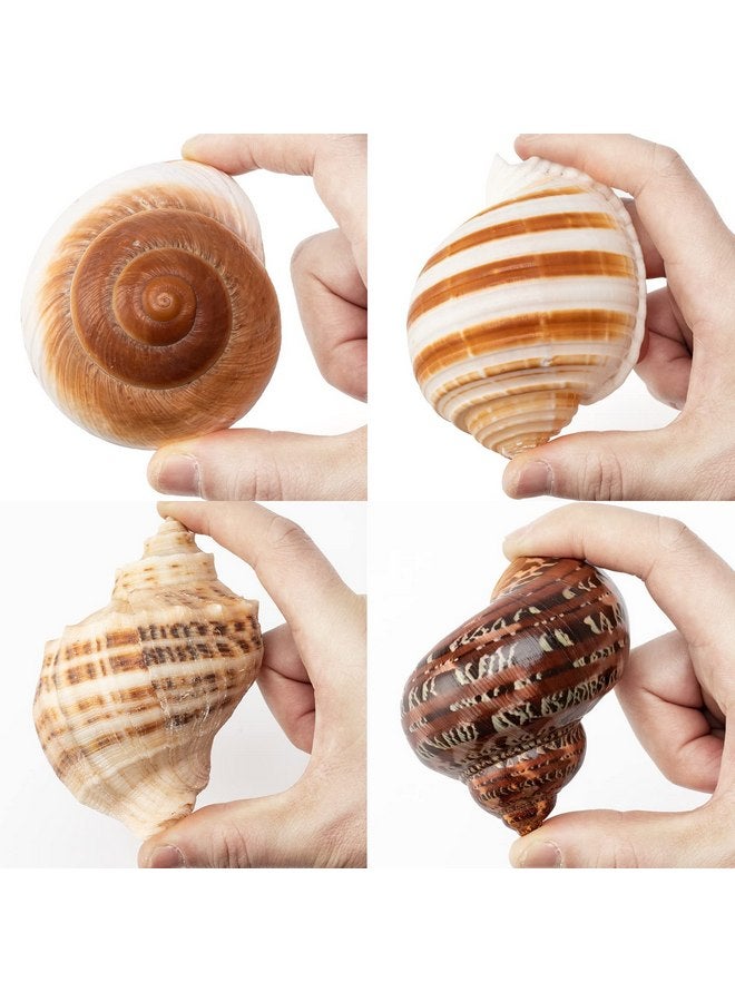 4 Shell Hermit Crab Set Assorted for Medium to Large Hermit Crabs (2.5"-4" size / 1"-1.5" opening) - Hand-Picked/Quality-Inspected Hermit Crab Shells - Image 3