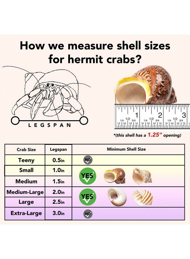 4 Shell Hermit Crab Set Assorted for Medium to Large Hermit Crabs (2.5"-4" size / 1"-1.5" opening) - Hand-Picked/Quality-Inspected Hermit Crab Shells - Image 4