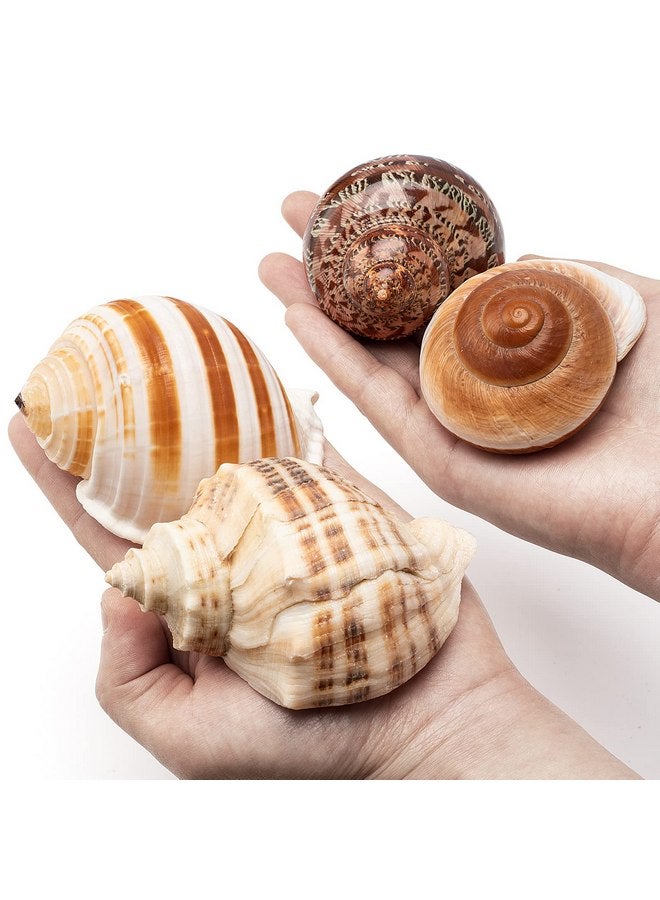 4 Shell Hermit Crab Set Assorted for Medium to Large Hermit Crabs (2.5"-4" size / 1"-1.5" opening) - Hand-Picked/Quality-Inspected Hermit Crab Shells - Image 1